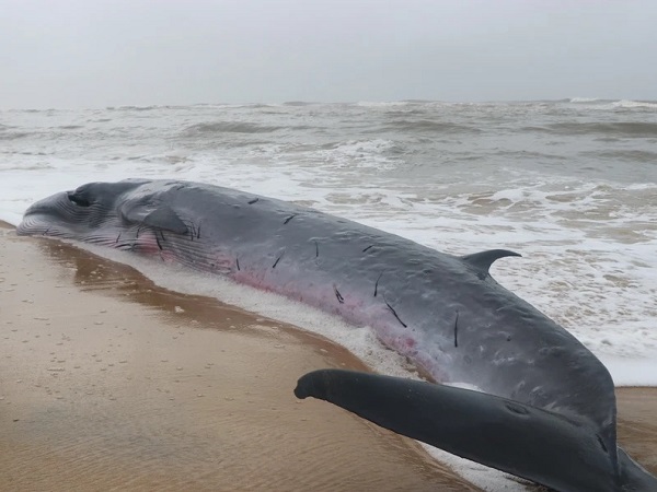 Bàng hoàng phát hiện cá voi khổng lồ dài hơn 15 mét mắc cạn ở bờ biển, người dân hiếu kỳ rủ nhau đến xem và cái kết 